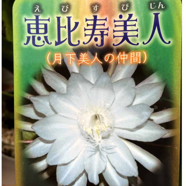 孔雀サボテン・恵比寿美人（エビスビジン）