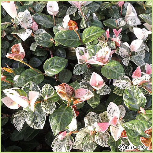 秋・冬・早春の花苗（多年草・宿根草）を販売