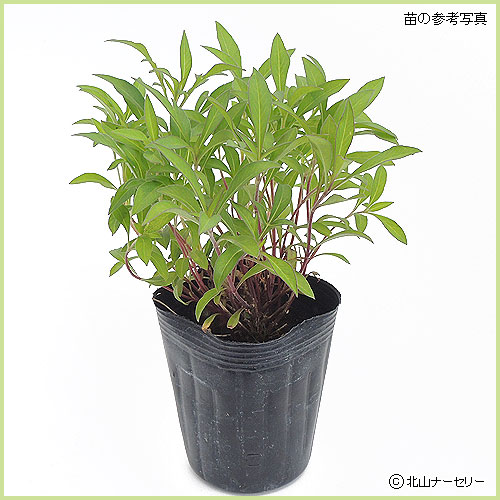 秋・冬・早春の花苗（多年草・宿根草）を販売