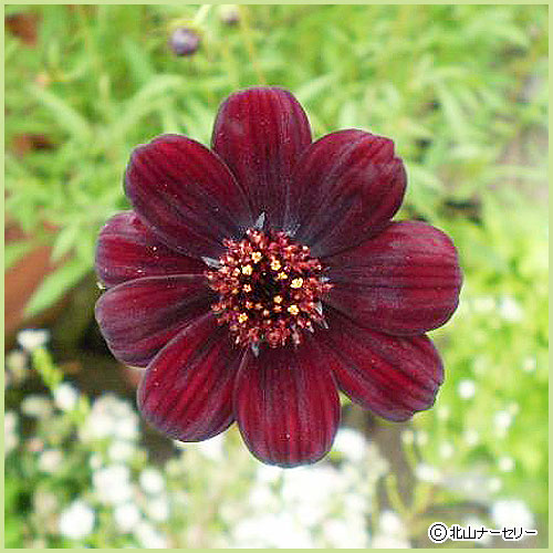 多年草・宿根草の販売店【花育通販】 チョコレートコスモス チョカモカ