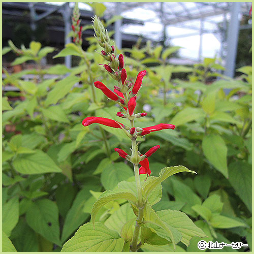 秋・冬・早春の花苗（多年草・宿根草）を販売