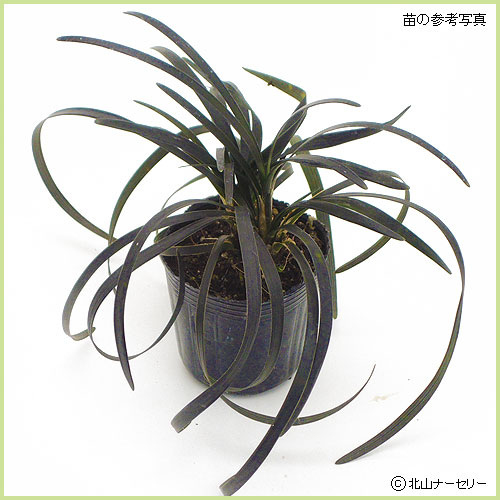 秋・冬・早春の花苗（多年草・宿根草）を販売