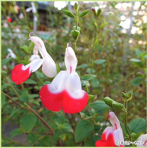 多年草・宿根草の販売店【花育通販】 チェリーセージ・ホットリップス