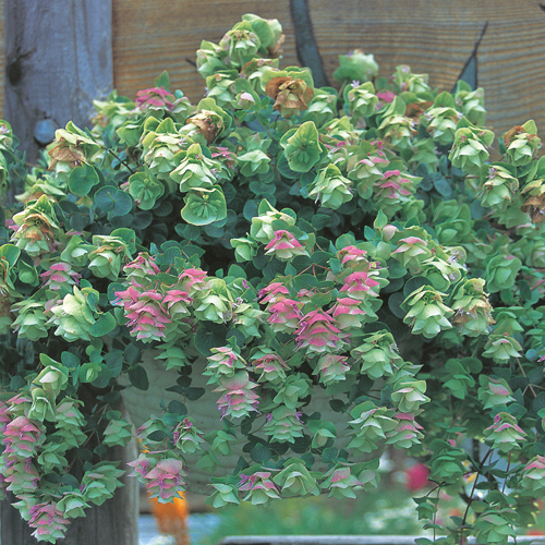 ♥宿根草♥育てやすく人気のハーブ♥オレガノケントビューティー