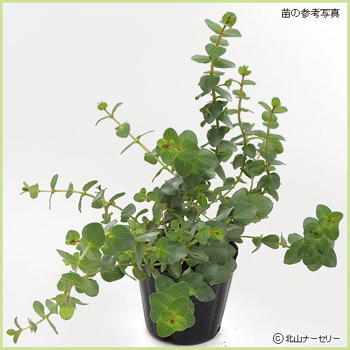 秋・冬・早春の花苗（多年草・宿根草）を販売