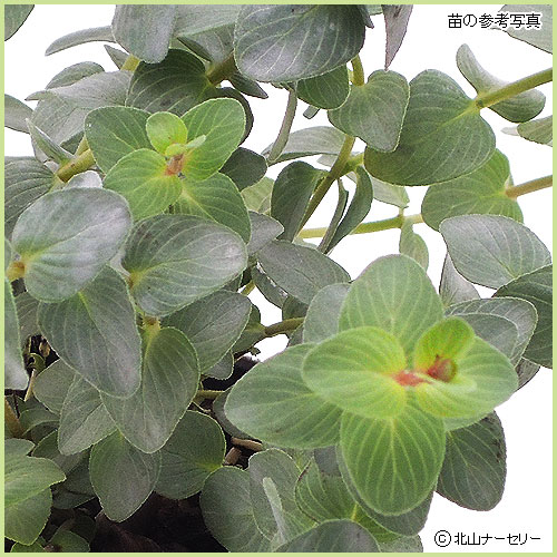 秋・冬・早春の花苗（多年草・宿根草）を販売