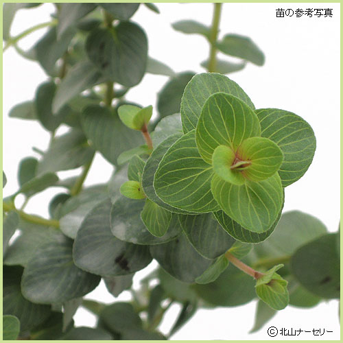 秋・冬・早春の花苗（多年草・宿根草）を販売