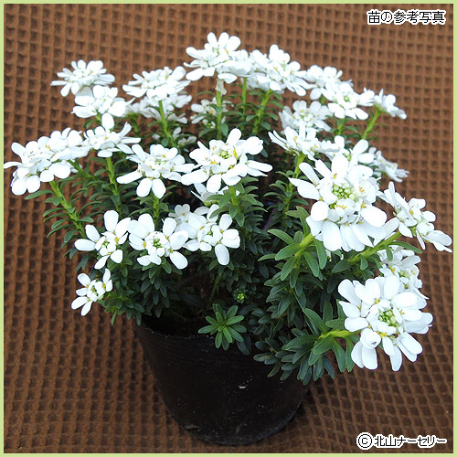 花育通販】宿根イベリスの苗を販売