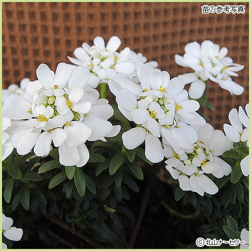 花苗（多年草・宿根草）イベリスの苗を販売