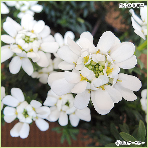 花育通販】宿根イベリスの苗を販売