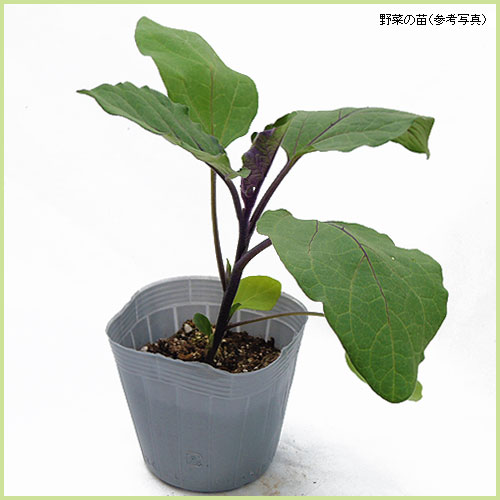 ナス苗U 花育通販】茄子（ナス）黒陽長なすの苗を販売