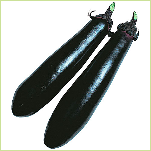 家庭菜園の茄子（なす・ナス）苗の販売店