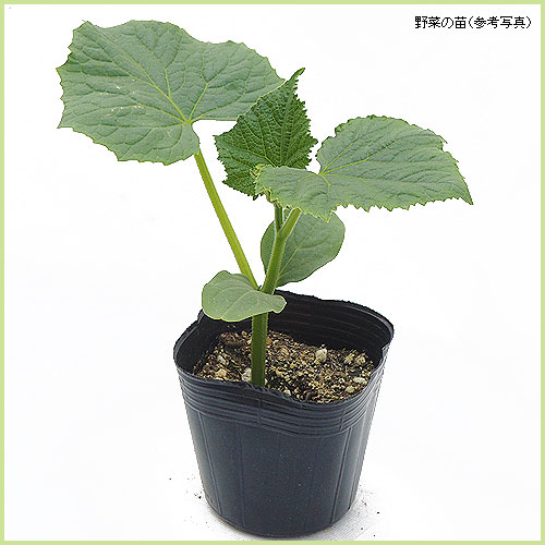 花育通販 キュウリ夏すずみの苗を販売 花育通販 キュウリ夏すずみの苗を販売