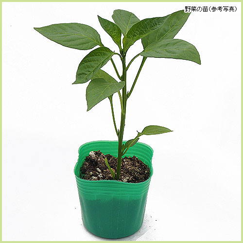 ピーマン・パプリカ・ししとう・唐辛子（トウガラシ）など家庭菜園用の野菜苗を販売
