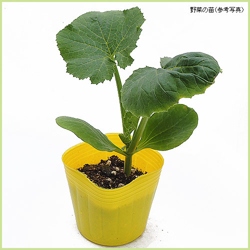 花育通販 南瓜 カボチャ かぼちゃ つるなしやっこの苗 を販売
