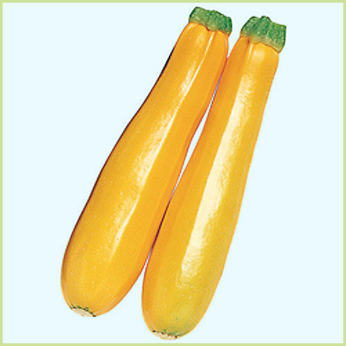 家庭菜園（園芸）のズッキーニ（野菜）苗の販売店