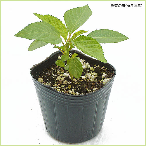 モロヘイヤなど家庭菜園野菜の苗を販売