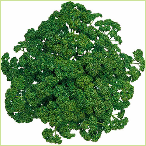 パセリの苗など家庭菜園野菜の販売店