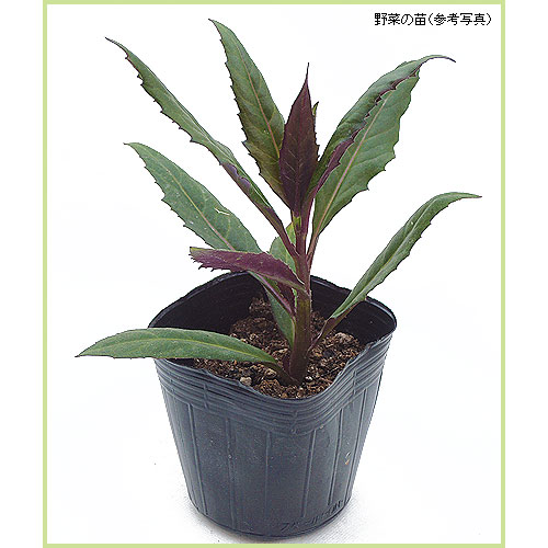 金時草（キントキソウ）など家庭菜園野菜の苗を販売
