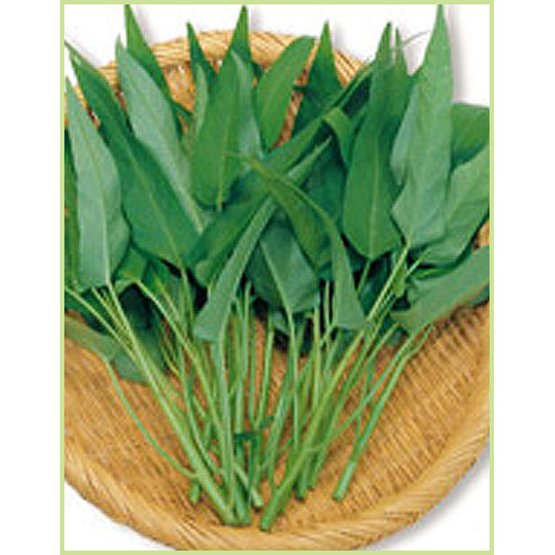 空芯菜（ヨウサイ・エンツァイ）の苗など家庭菜園野菜の販売店