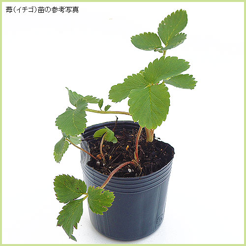 白苺（イチゴ）「天使のいちご・エンジェルエイトの苗」を販売【花育通販】