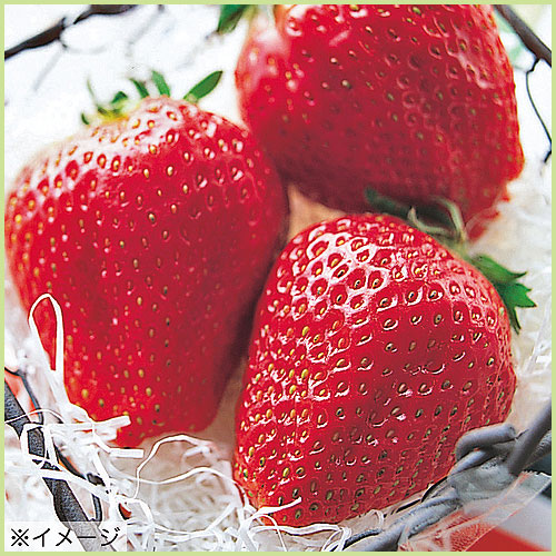 苺（イチゴ・いちご）苗の販売店