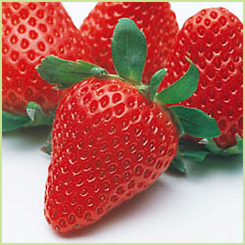 苺（イチゴ・いちご）苗の販売店