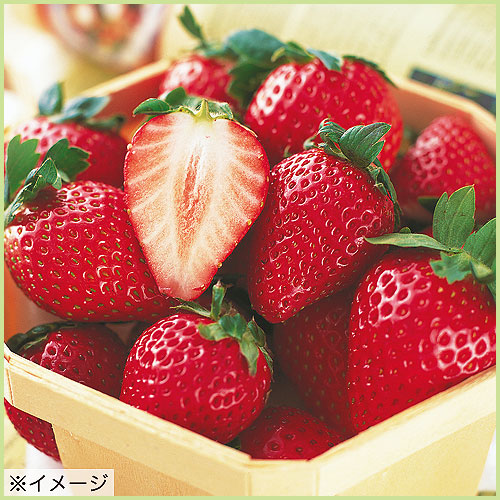 苺（イチゴ・いちご）苗の販売店