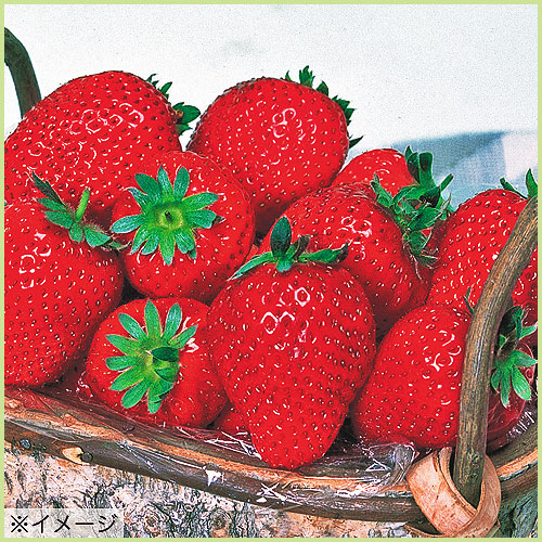 苺（いちご・イチゴ）苗の販売店【花育通販】 幸の香（さちのか）の苗