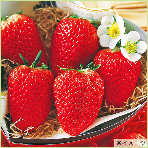 苺（イチゴ・いちご）苗の販売店