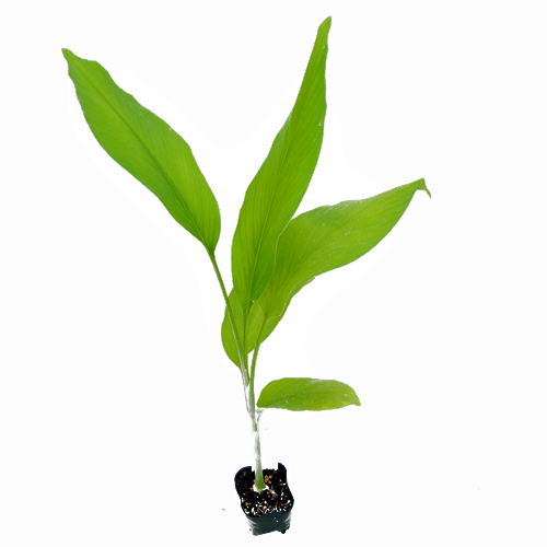 春ウコン（姜黄）・秋ウコンの苗の販売店