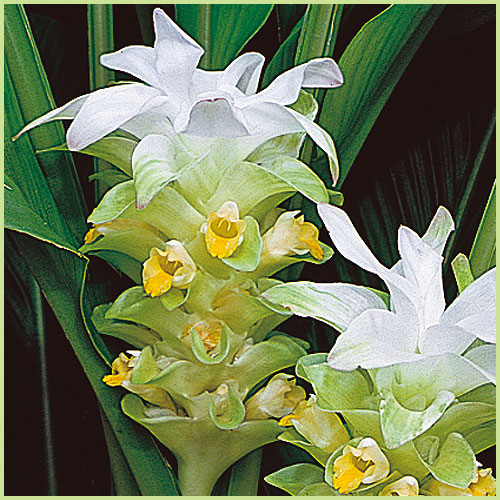 春ウコン（姜黄）・秋ウコンの苗を販売