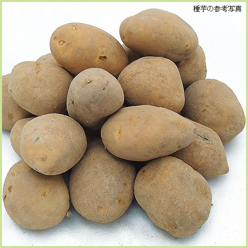 家庭菜園用のジャガイモ（じゃがいも）の種芋を販売