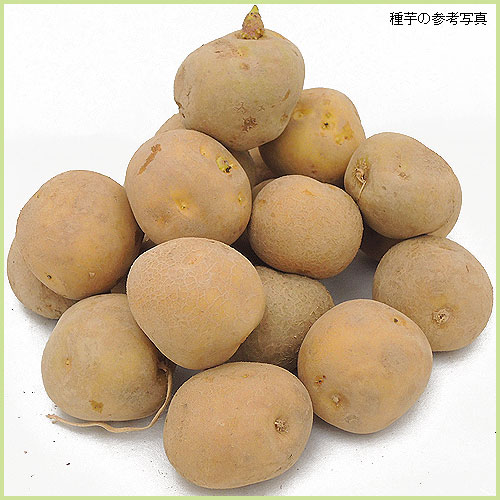 家庭菜園用のジャガイモ（じゃがいも）の種芋を販売