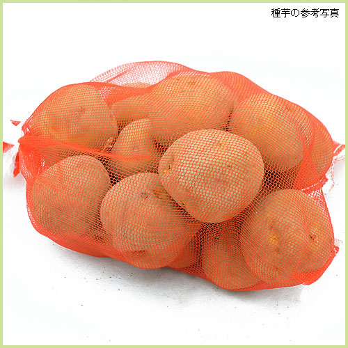 家庭菜園用のジャガイモ（じゃがいも）の種芋を販売