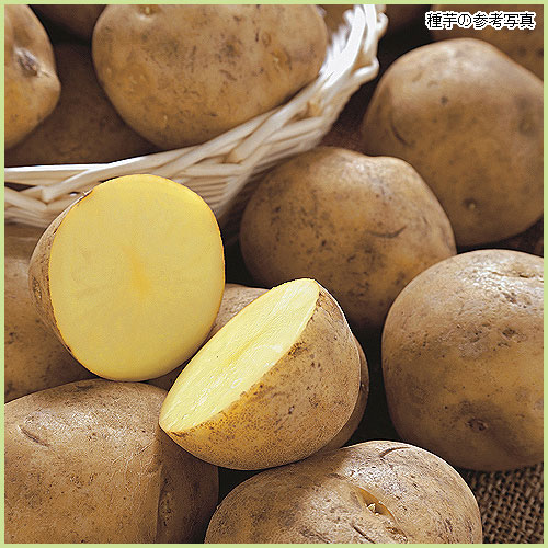 家庭菜園用のジャガイモ（じゃがいも）の種芋を販売