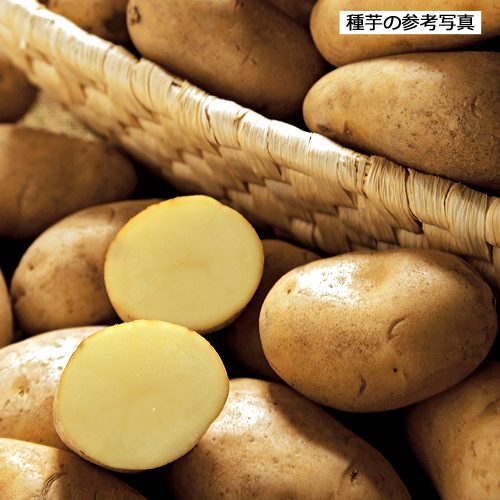 家庭菜園用のジャガイモ（じゃがいも）の種芋を販売