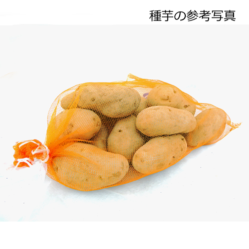 家庭菜園用のジャガイモ（じゃがいも）の種芋を販売