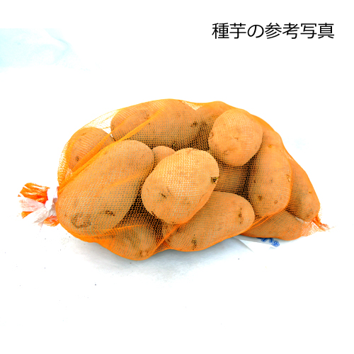 家庭菜園用のジャガイモ（じゃがいも）の種芋を販売