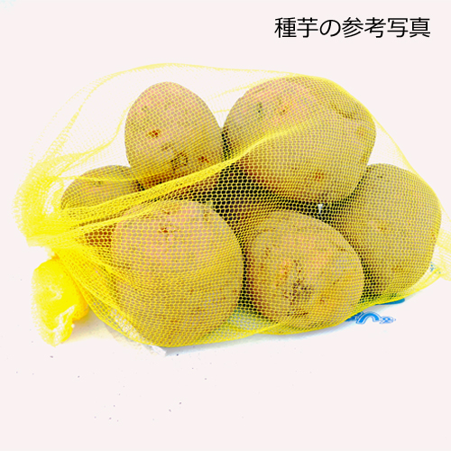 家庭菜園用のジャガイモ（じゃがいも）の種芋を販売