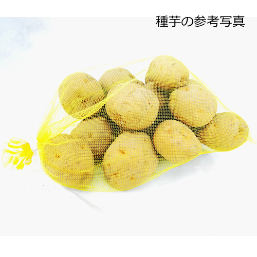 家庭菜園用のジャガイモ（じゃがいも）の種芋を販売