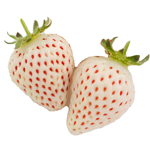 白苺「天使のイチゴ」苗【花育通販】いちご苗の販売店