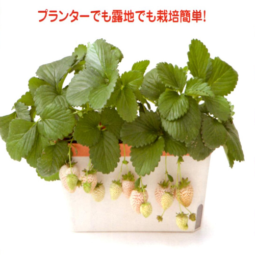白苺（イチゴ）「天使のいちご・エンジェルエイトの苗」を販売【花育通販】
