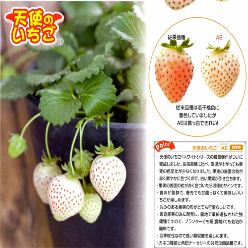 白苺「天使のイチゴ」苗【花育通販】いちご苗の販売店