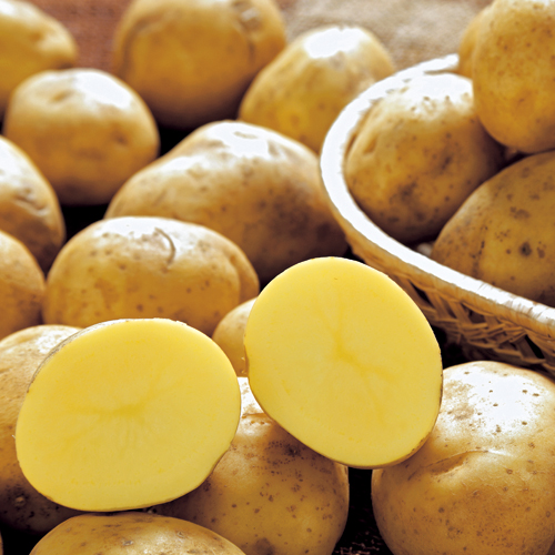 種芋（タネイモ）の販売店【花育通販】「十勝こがねの種いも」を販売