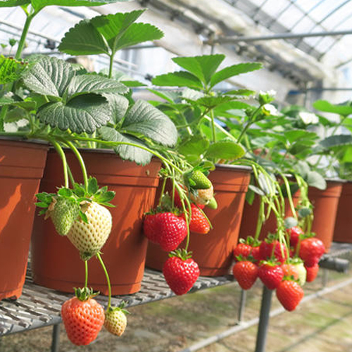 苺（イチゴ）らくなりイチゴの苗を販売【花育通販】