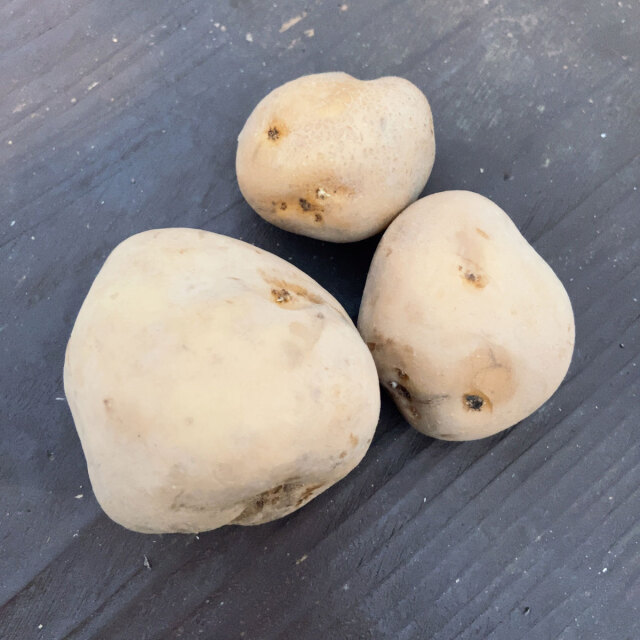 じゃがいも（ジャガイモ）・オホーツクチップの種芋
