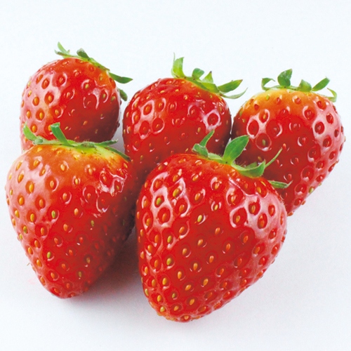 苺　イチゴ　東京おひさまベリー　苗　販売