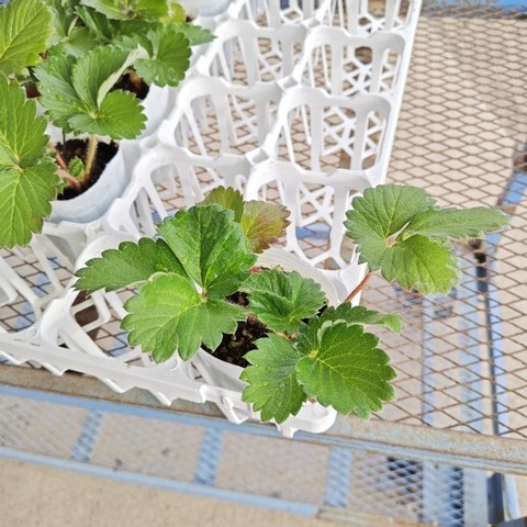 いちご苗10 紅5 やよい5 楽天市場】おまかせ イチゴ 苗 【5ポット】 9cmポット苗 ※品種