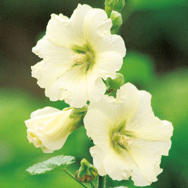 アルセア（タチアオイ）Ｒ．’スポットライト　サンシャイン’